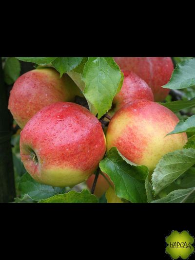 ЮБИЛЕЙ МОСКВЫ (имунный к парше, вкусный и красивый) (ПОЛУКАРЛИК, саженец 2 года)