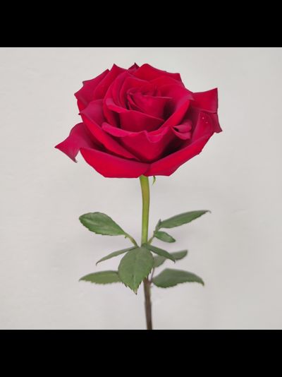 Роза Эквадор красная