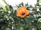Гибискус ‘ Petit orange ‘