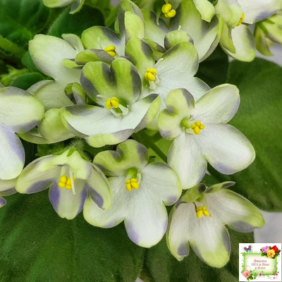 Марина Цветаева (А.Басенина) 2017 г. химера (сорт укоренённый пасынок)