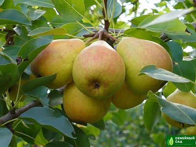 Груша "Дюймовочка"