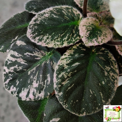 Golden Eye (S. Sorano)