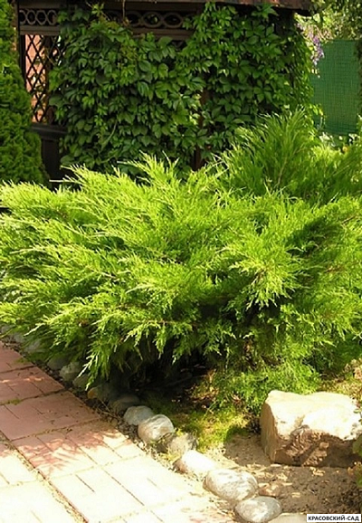 Можжевельник средний Минт Джулеп купить с доставкой в Москве в питомнике красовский-сад.рф