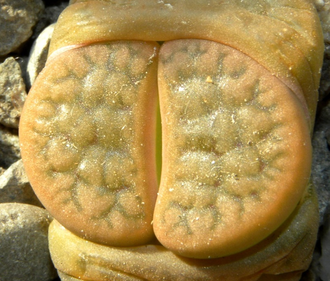 Lithops hookeri v.subfenestrata C021 (MG-1616.64)