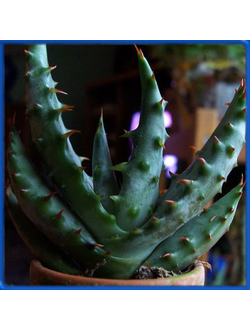 Aloe ferox