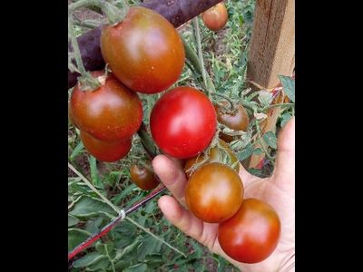 Томат Словенский черный  (Slovenian Black) США