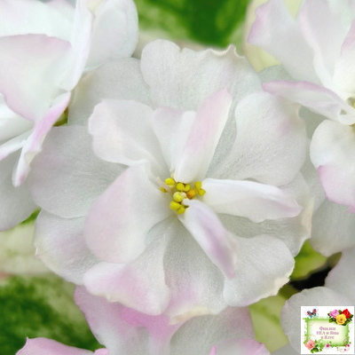 СВ-Город Грасс (О. Емельянова) 2024 г. трейлер (2  листа посажены в 1 стак-ке 07.10.25)