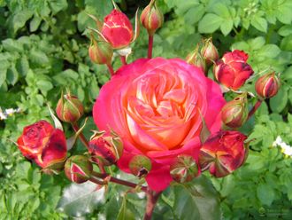 Мидсаммер (Midsummer) роза, ЗКС