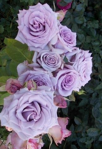 Кантри Спирит Сонг (Country Spirit Song) Tantau