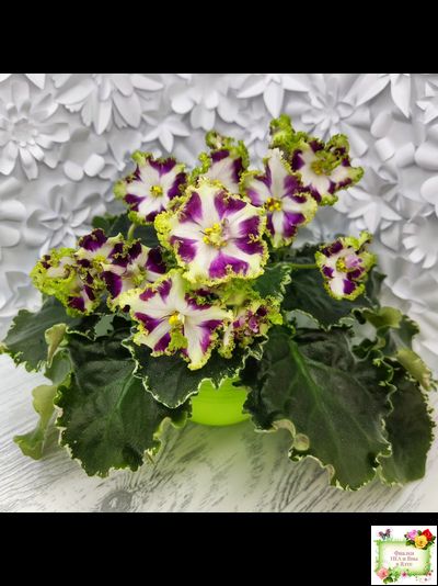 Лесной Царь (Кузина, Артемова) 2009 г. химера (стартер сорт)