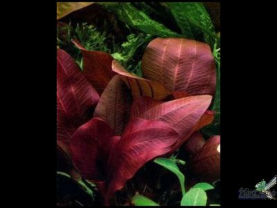 Эхинодорус Рени (меристемный) АЗИЯ