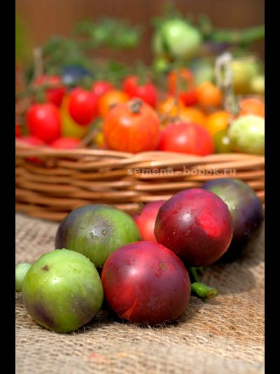 Томат Dwarf Gondwana Rose (Гном Гондвана Роза), 10 шт