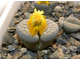 Lithops schwantesii v.urikosensis - 10 семян