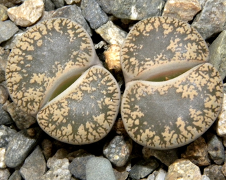 Lithops lesliei v.venteri (Чехия) - 10 семян