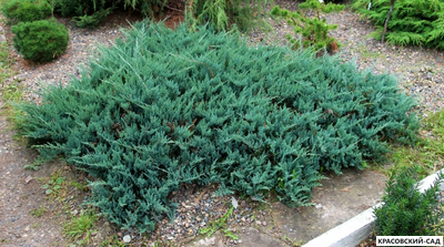 Можжевельник горизонтальный Блю Чип - Blue Chip