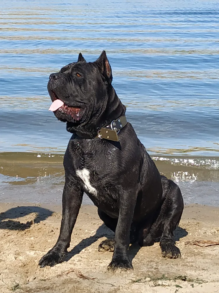 Хозяйка Ольга: "У нас довольно крупная собачка :) и прокормить его одной сушкой довольно накладно. Больше года мы заказываем Вашу продукцию и сказать, что мы счастливы это ничего не сказать."