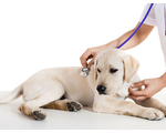 Ветеринарная терапия животных