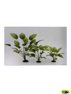 81012-30 Растение шелк. Анубиас Бартера 30см.