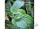 Ficus Coronata / фикус Короната