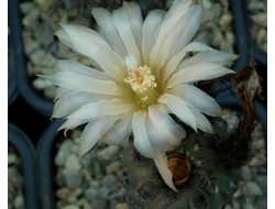 Neochilenia napina JN 1277 - 10 семян