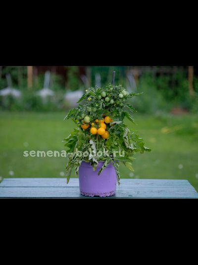 Томат микро гном Бушмен Желтый , 10 шт.