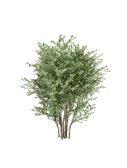 кусты Абелия крупноцветковая Abelia grandiflora 03