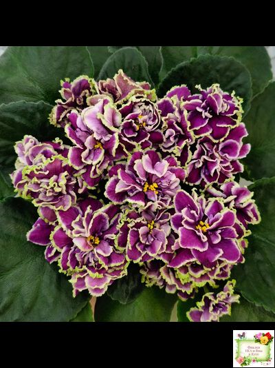 ВаТ-Классический Вкус (Т. Валькова) 2019 г.