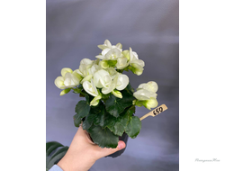 Бегония Элатиор