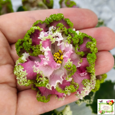 МТ-Античная Брошь (М. Тотиева) 2025 г.