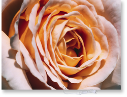 Обогреватель-картина Баган "Роза"