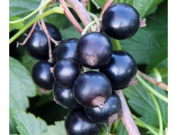 Смородина черная Сибилла