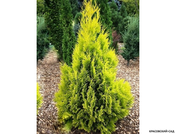 Голден Смарагд купить - Красовский-Сад.рф