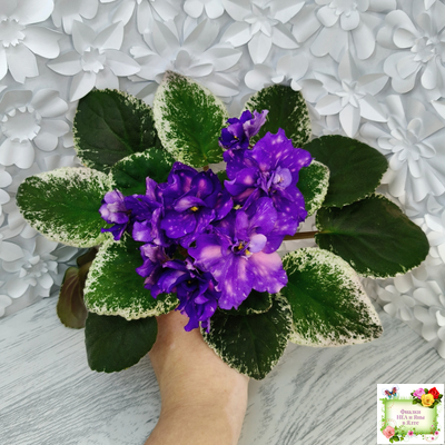 РС-Астролог (С. Репкина) 2020 г.