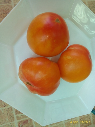 Томат Русский вихрь (Dwarf Russian Swirl) США