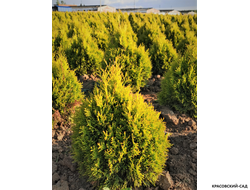 Голден Смарагд доставка - Красовский-Сад.рф