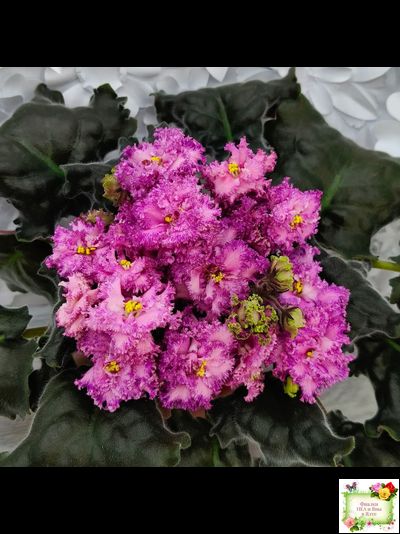 БР-Сочная Ягодка Люкс (С. и Н. Буркацкие) 2022 г.