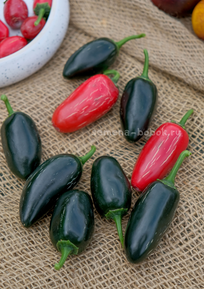 Перец острый Jalapeno Telica (Халапеньо Телика), 10 шт