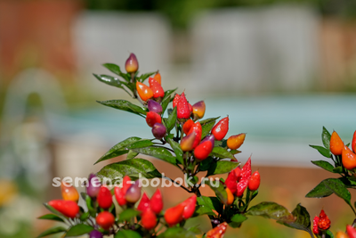 Перец острый  Bolivian Rainbow, 10 шт