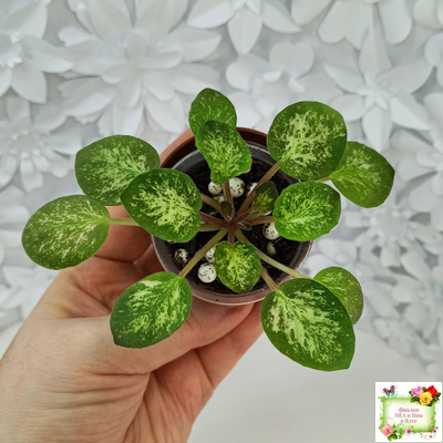 Lilian Sparkler (E.Champion) (мозаичник)