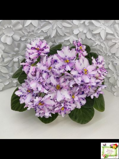 МК-Ветер Перемен (М. Карпова) химера стандарт (стартер сорт)