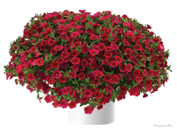 Калибрахоа Lia Dark Red  в горшке 0,5л