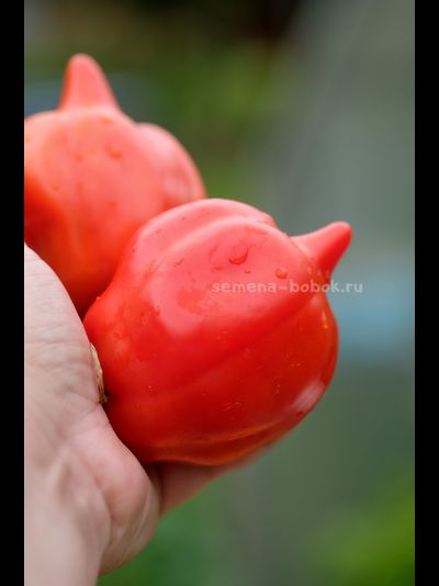 Томат Скифея (Скифская Фея), 10 шт