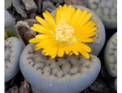 Lithops schwantesii v.urikosensis (syn.kunjasensis) C186 - 10 семян