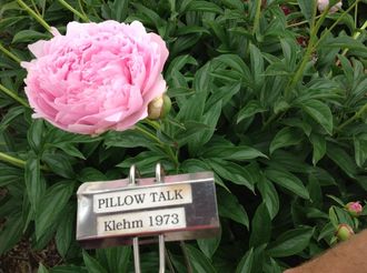 Paeonia Pillow Talk