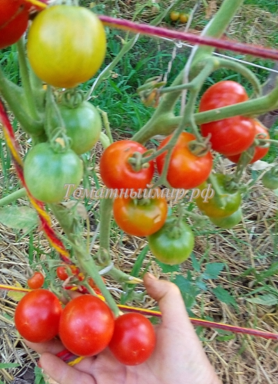 Томат Bajawa (Баджава, Индонезия)