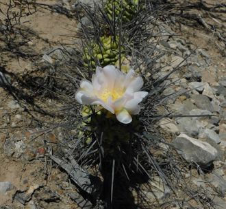 Tephrocactus aoracanthus VG-1853 - 5 семян