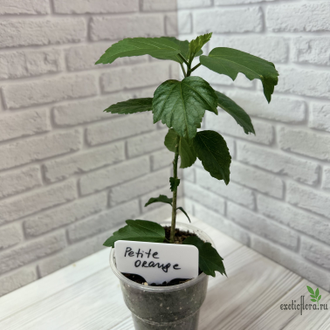 Гибискус  Petit Orange