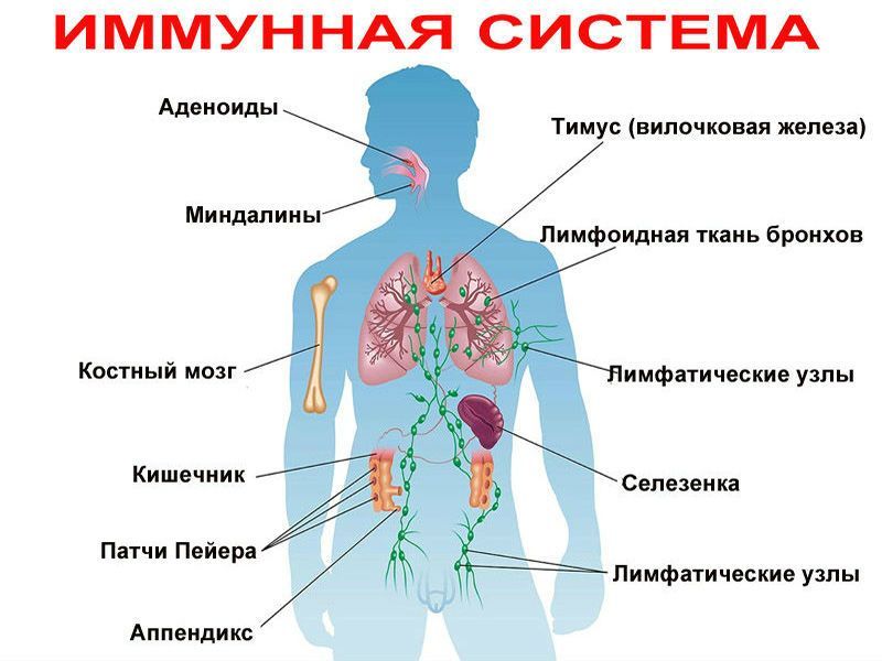 Иммунитет. Органы иммунной системы.