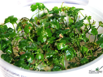 Меристемное растение