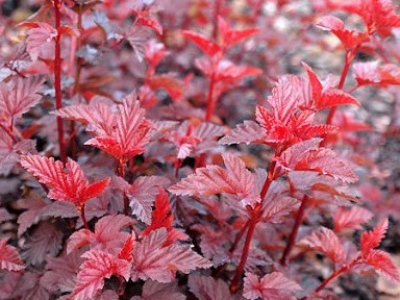 Пузыреплодник калинолистный Леди ин Ред (Lady in Red), 1,0 л